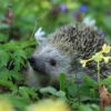 Igel im Garten