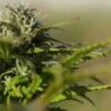 Cannabis (drug) - Hampa Cannabis sativa L. (närbild), tags: deutschland - CC BY-SA