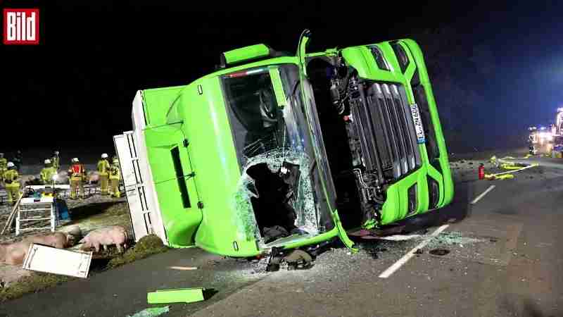 LKW-UNFALL IN NIEDERSACHSEN: Tiertransporter kippt um – 160 Schweine rennen über Landstraße

Schwerer Unfall in Niedersachsen: Ein Viehtransporter mit 160 Schweinen kippt auf einer Landstraße um. Die  - Digital concept art for illustrative purpose, tags: niedersachsen - Monok